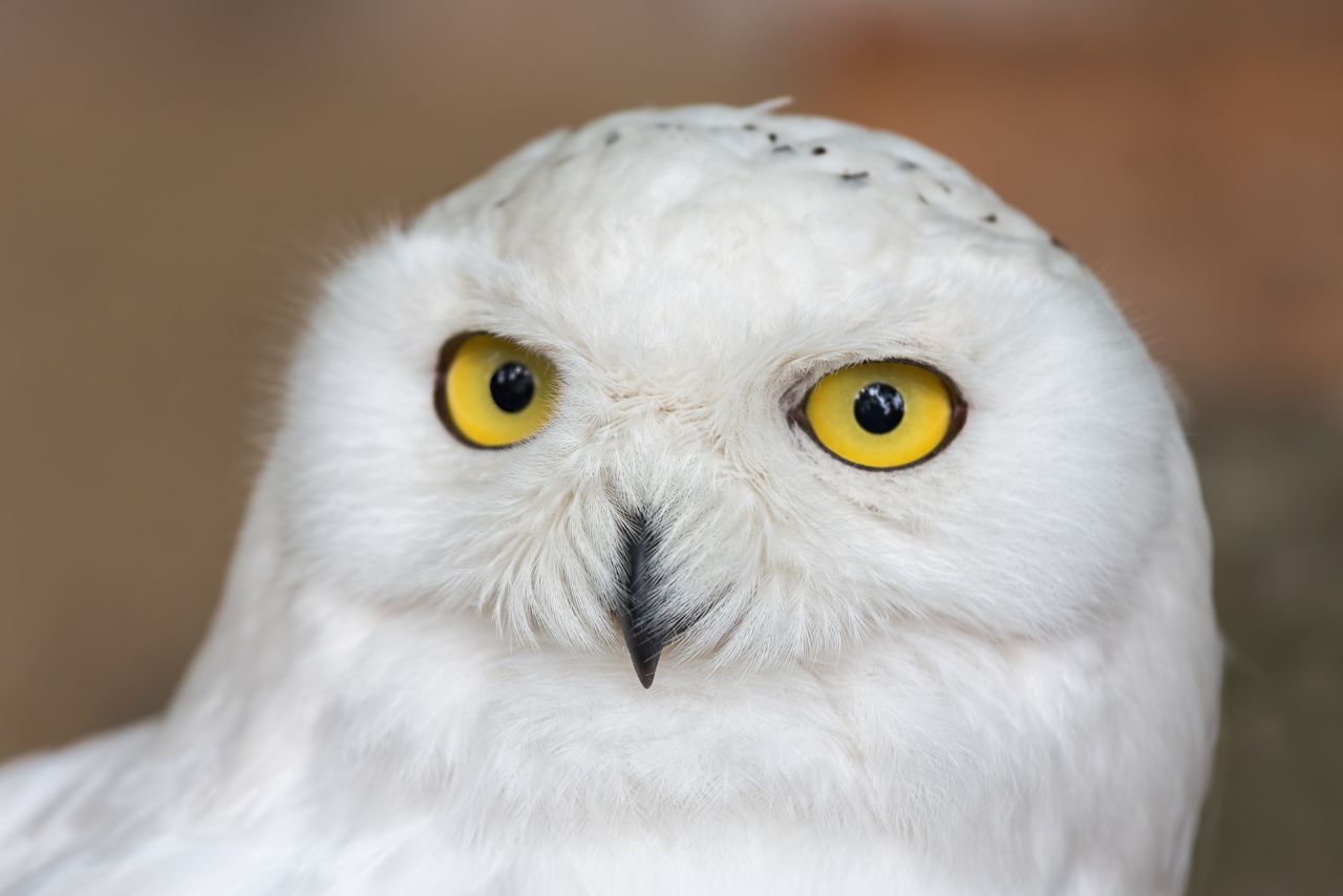 Can Owls Move Their Eyes