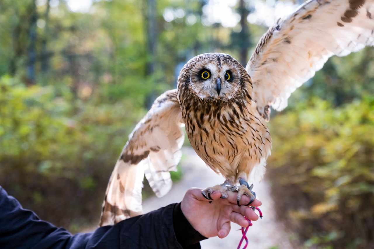 Can You Have an Owl as a Pet in California?