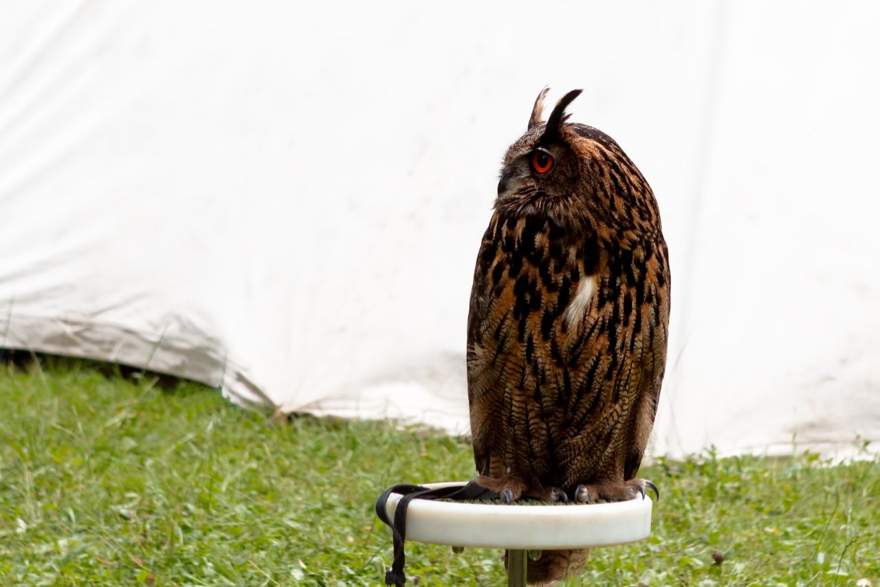 Can You Keep an Owl as A Pet in Australia