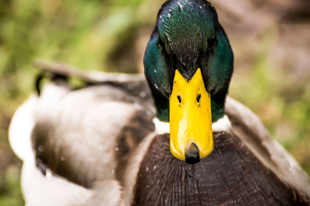 Can You Walk a Duck on a Leash? (Exploring the Possibilities)
