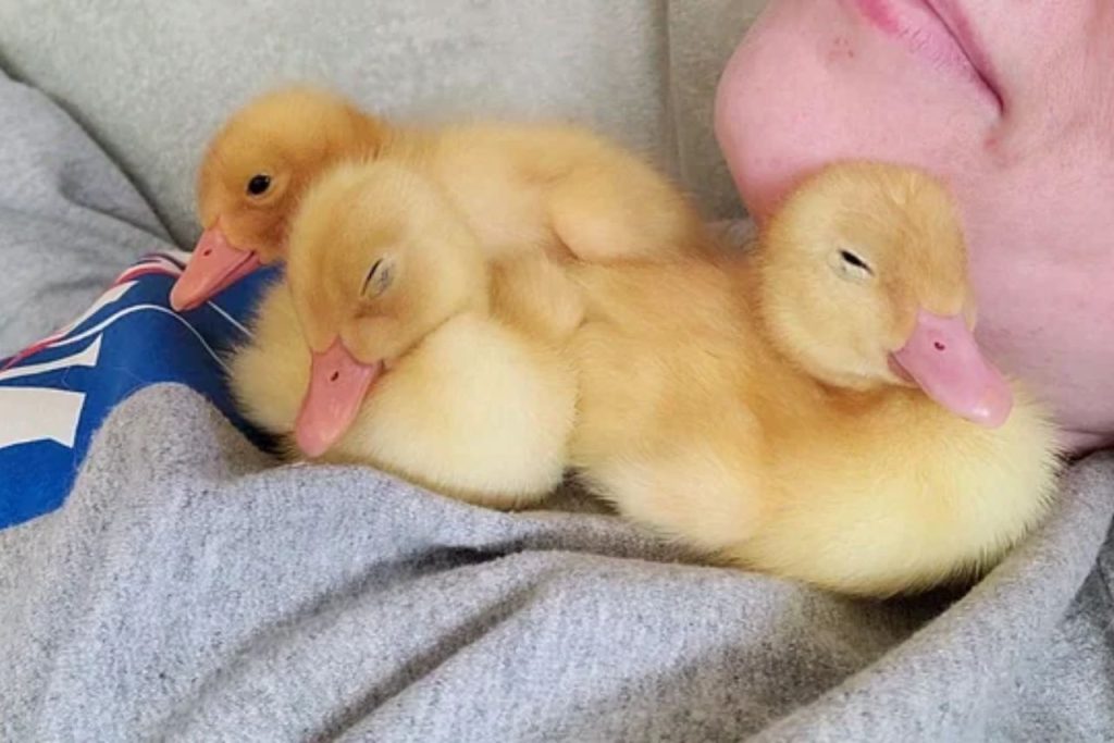 Do Ducks Like to Sleep on Mattress