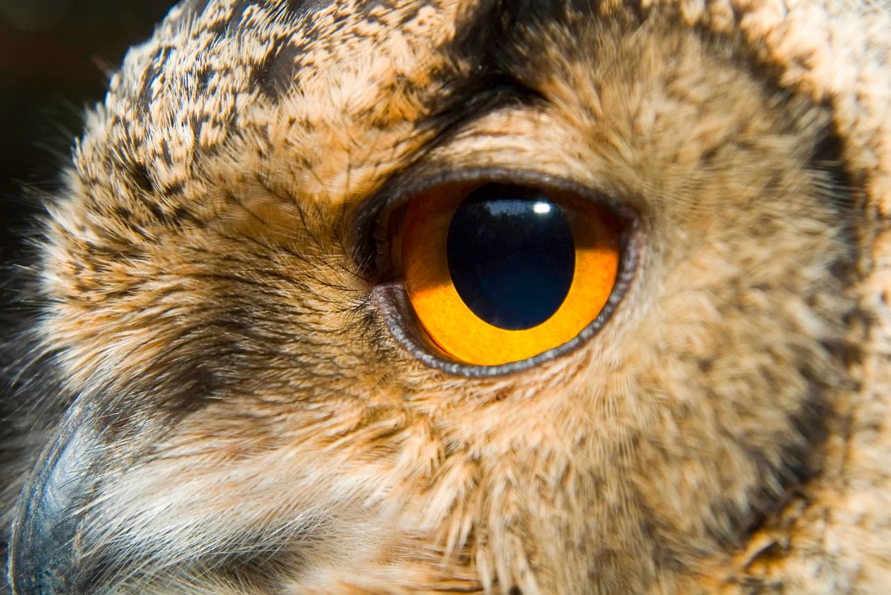 Do Owls Really Have Eyeballs