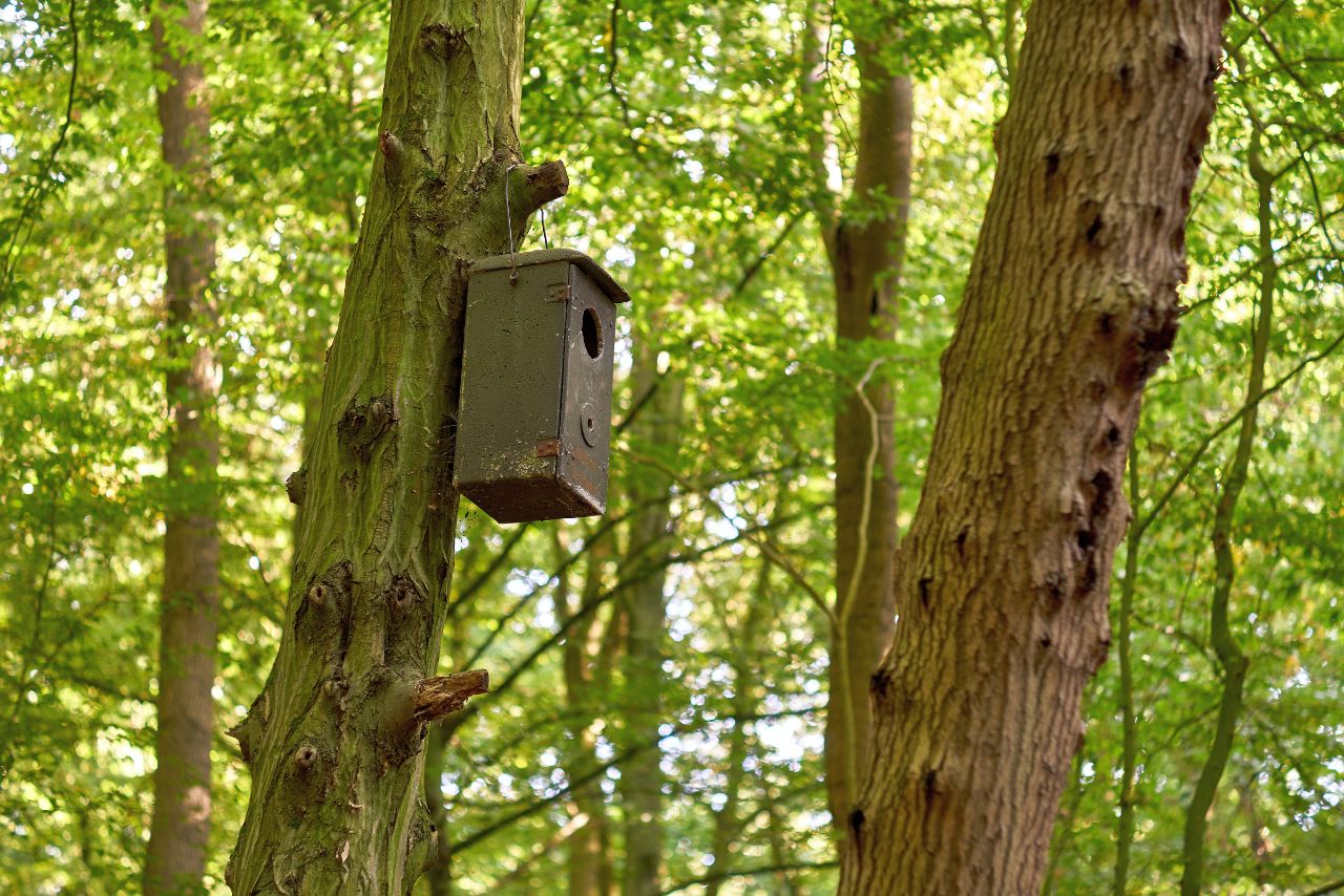 How High Should an Owl Box Be