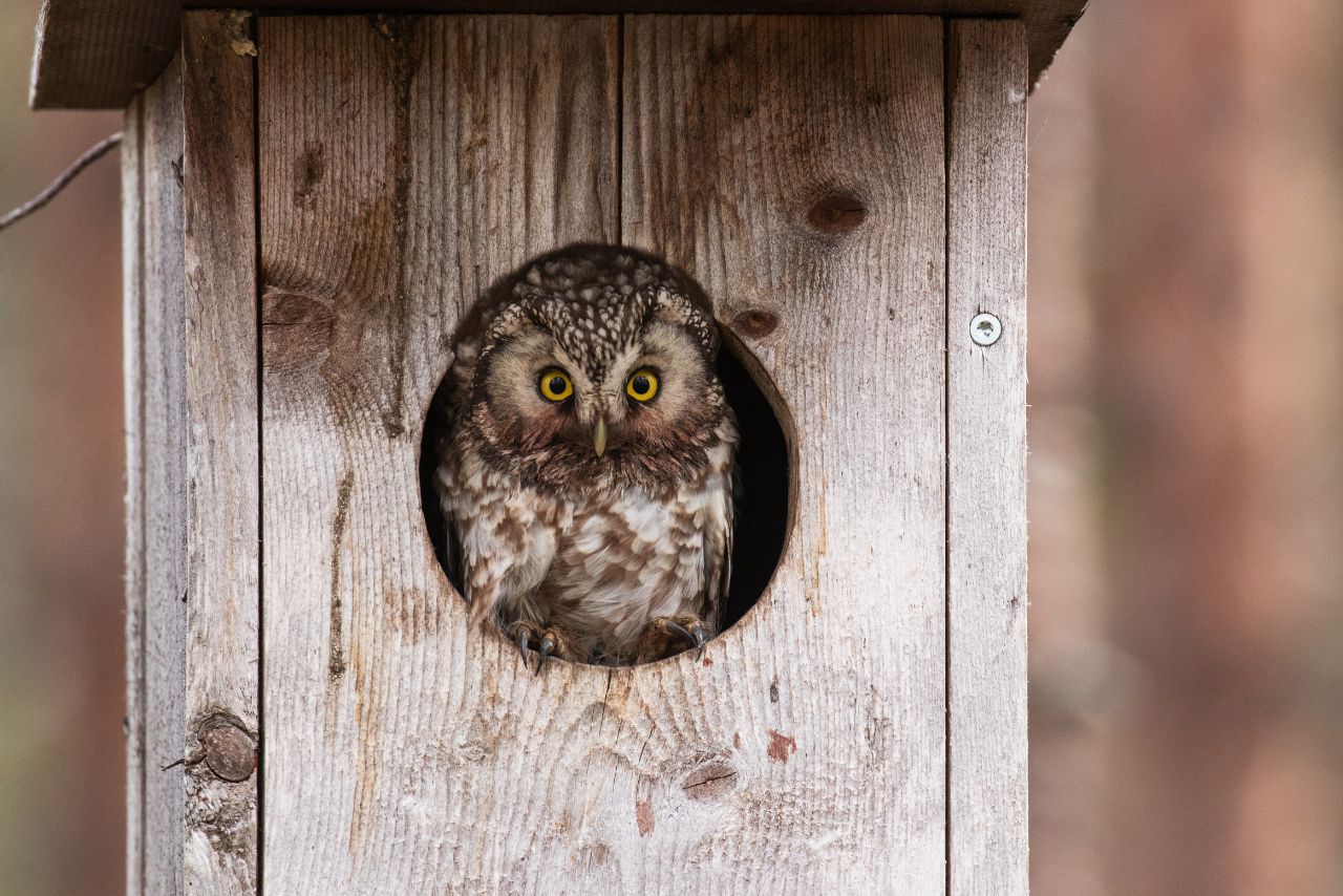 When Is Best Time to Put up An Owl Box