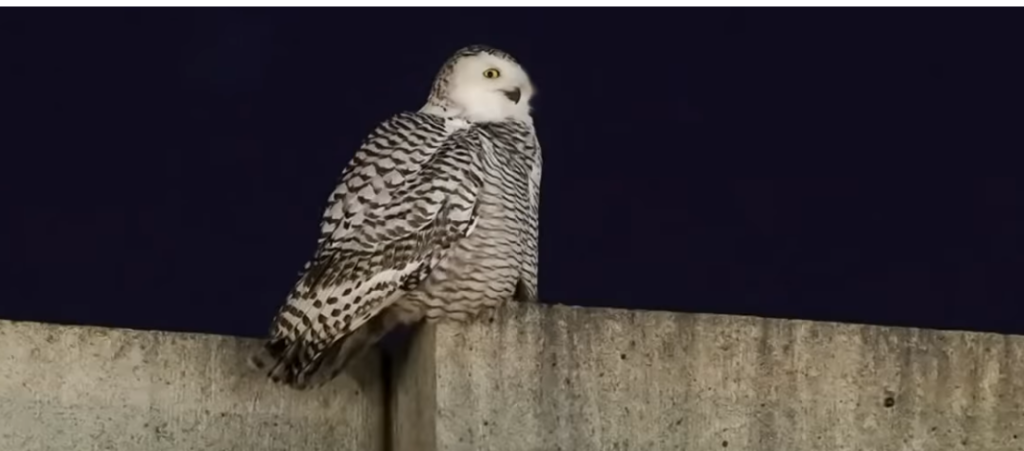 Can You Have an Owl as a Pet in California?