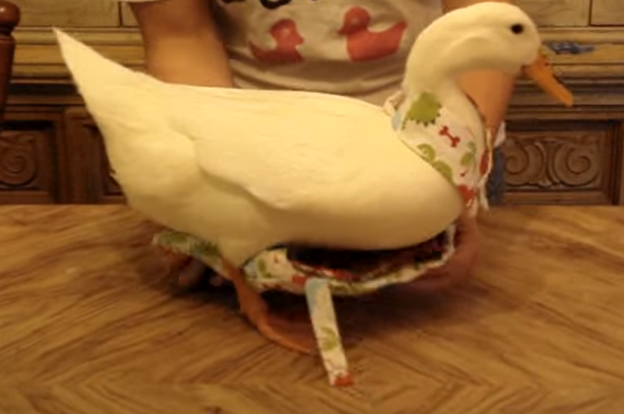 Can You Put a Baby Diaper on a Duck