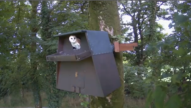 How High Should an Owl Box Be?