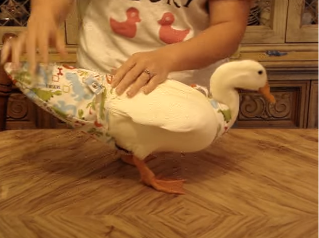 How to Make a Duck Diaper out Of a Sock?