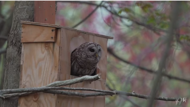 When Is Best Time to Put up An Owl Box?