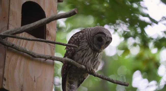 When Is Best Time to Put up An Owl Box?