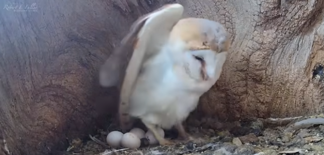 How Many Eggs Do Owls Lay?
