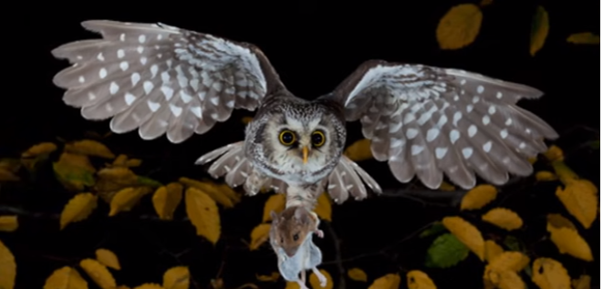 How Long Do Owls Stay in One Place?