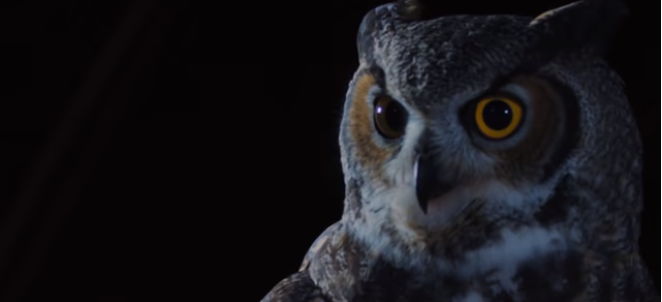 Do Owls Attack Humans at Night?