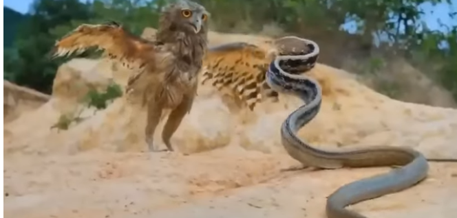 Does Owl Eat Snake?