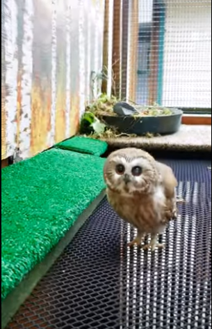 What Do Baby Owls Eat?