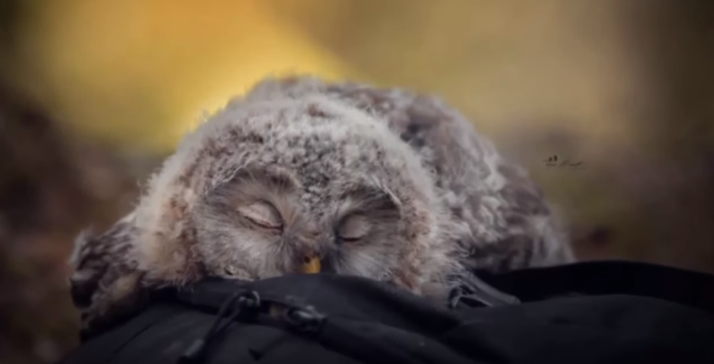 What Do Baby Owls Look Like?