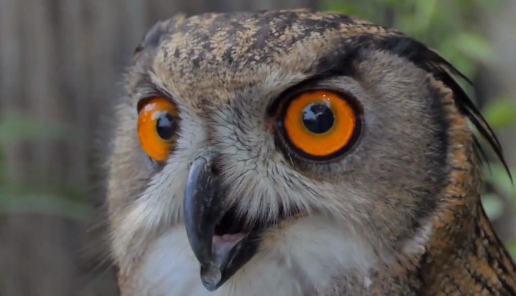 Do Owls Really Have Eyeballs?