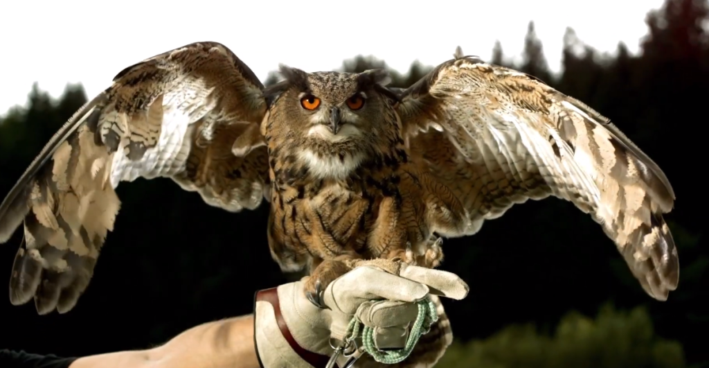 Do Owls Really Have Eyeballs?