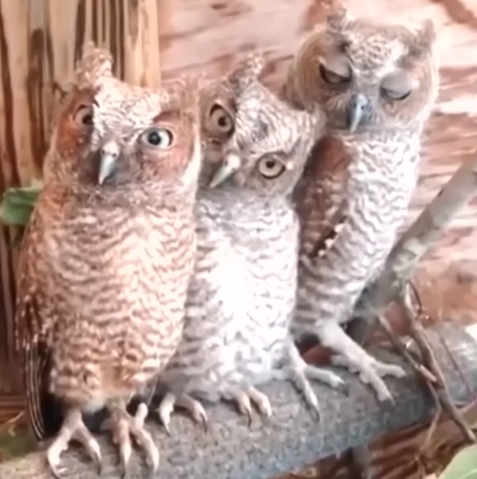 What Is a Group of Owls Called?