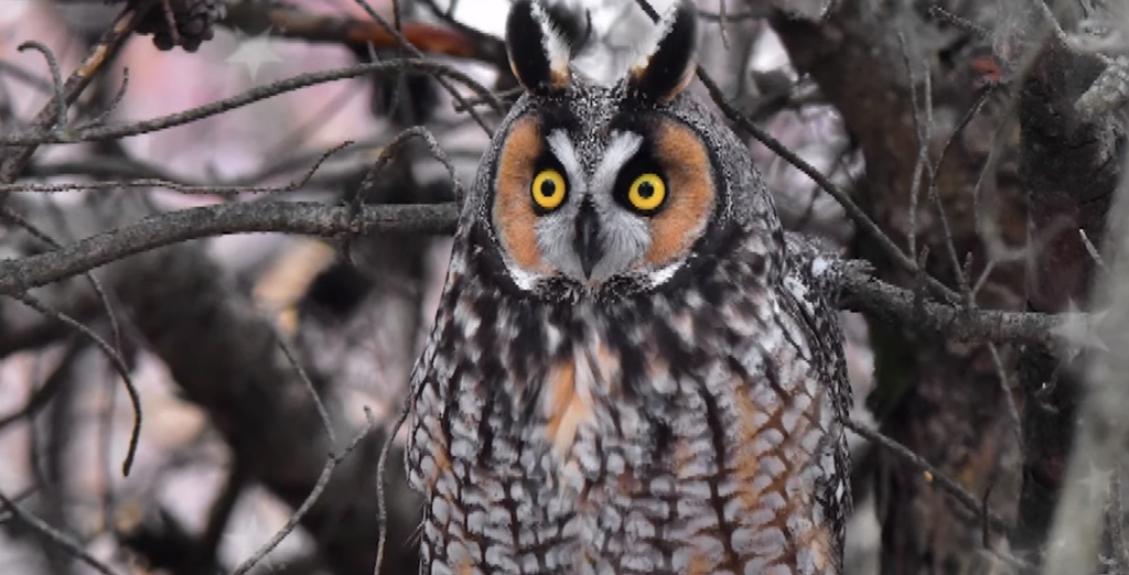 What Is a Group of Owls Called?