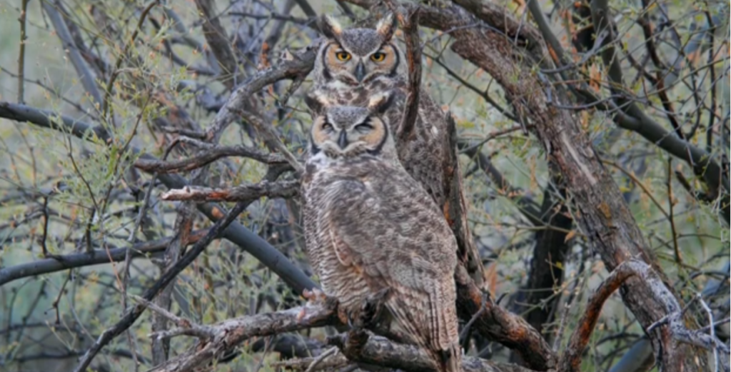 Do Great Horned Owls Mate for Life?