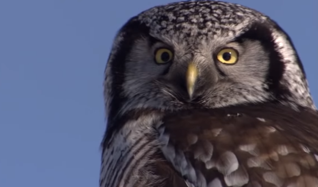 Why Do Owls Have Flat Faces?