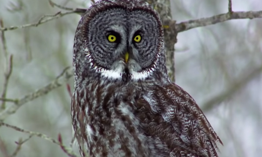 Why Do Owls Have Flat Faces?