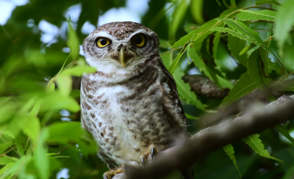 How Do Owls Show Affection?