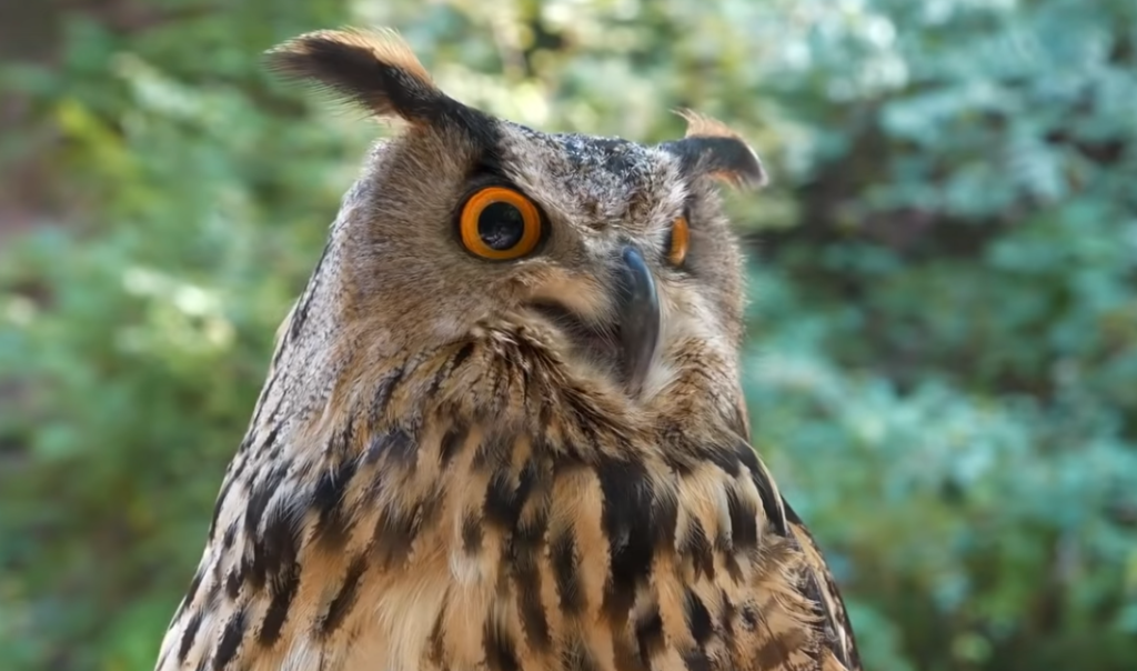 How Much Does an Owl Weigh?