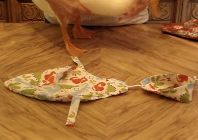 How to Make a Duck Diaper out Of a Sock?