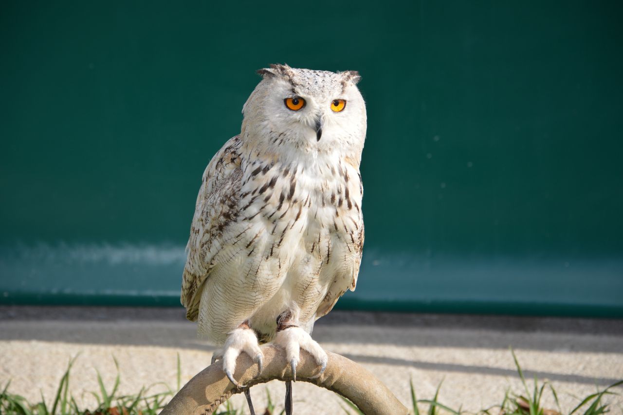 Are Owls Social? The Surprising Truth About Owl Behavior