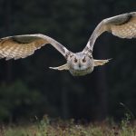 Do Owls Show Affection to Humans? A Look at Owl Behavior