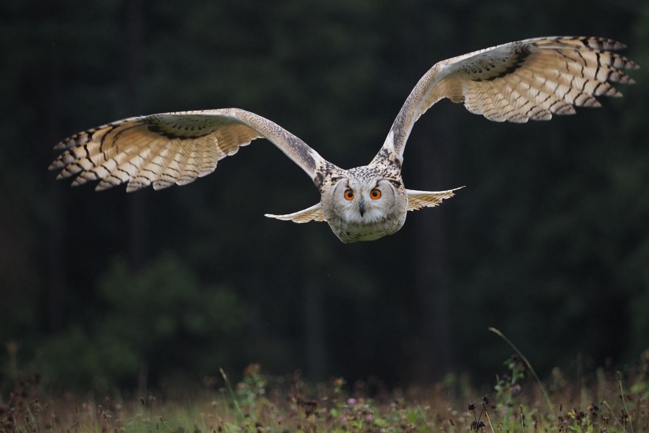 Do Owls Show Affection to Humans? A Look at Owl Behavior
