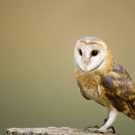 How to Feed an Owl at Home? A Complete Guide