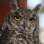 Why Do Owls Stare? Unraveling the Mystery Behind Their Gaze