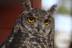 Why Do Owls Stare?